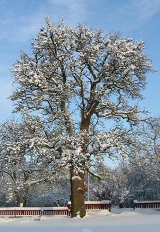 Piggträdet på vintern